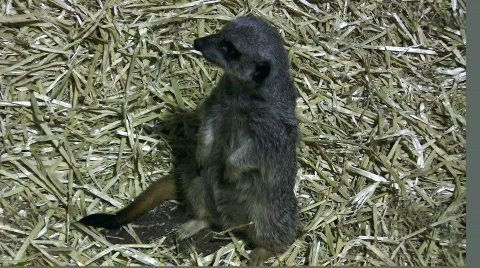 Meerkat on guard Stock Footage 281871