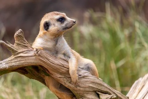 A meerkat on guard, lying on a dead tree root Stock Photos