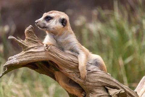 A meerkat on guard, lying on a dead tree root Stock Photos