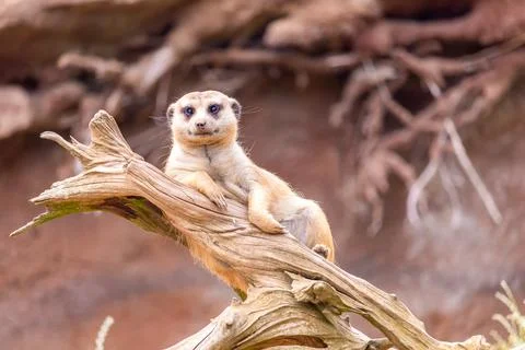 A meerkat on guard, lying on a dead tree root Stock Photos