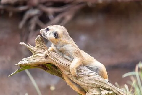 A meerkat on guard, lying on a dead tree root Stock Photos