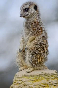 Meerkat guarding Stock Photos
