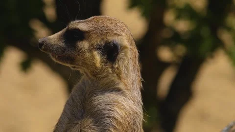  Meerkat head looking around Stock Footage 256182257