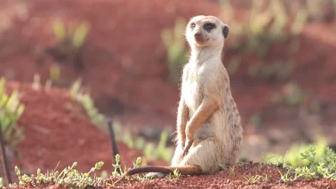 Meerkat on high alert 動画素材 162306950