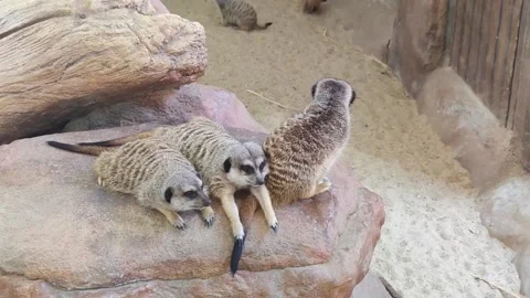 Meerkat hugging for warmth Stock Footage 227175135
