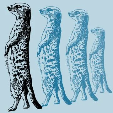 Meerkat Stock Illustration