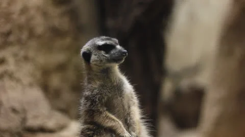 Meerkat JIB Stock Footage 22950001