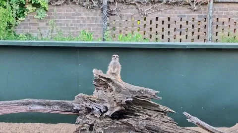 Meerkat keeping look out. Push in shot Stock-Footage 313810316
