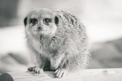 A meerkat on a log, staring at the camera Stock Photos