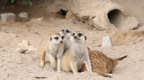 Meerkat look alert Stock Footage 35180931