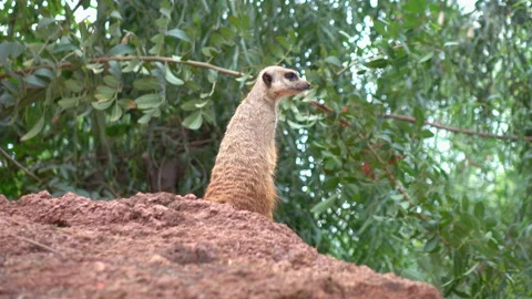 Meerkat looking around in 4K Stockbeeldmateriaal 99622608