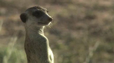 Meerkat looking around. Stock Footage 16578989