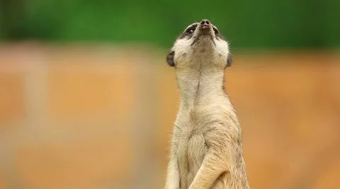 Meerkat looking around Stock Footage 41255565