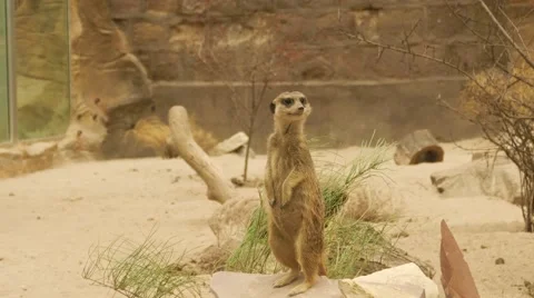 Meerkat Looking Around Vídeos de archivo 56593247