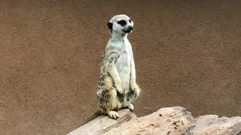 Meerkat Looking Around Stock Footage 163077392