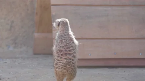 Meerkat Looking Around Video stock 202342589
