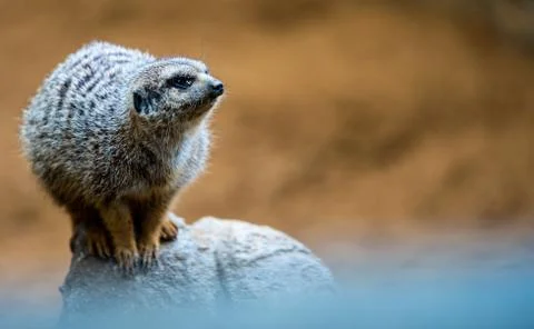 A Meerkat looking around Stock Photos