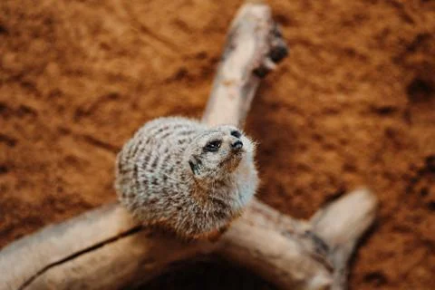 A Meerkat looking around Stock Photos