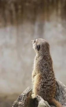 Meerkat looking away Stock Photos