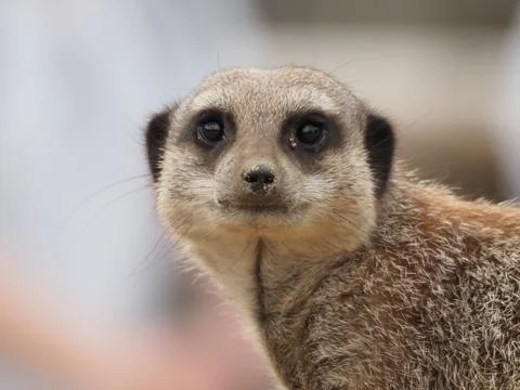 Meerkat looking at camera 库存照片