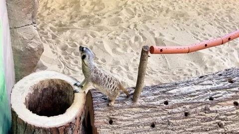 A meerkat is looking for food Stock Footage 345754865