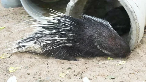 Meerkat looking on the ground Stock Footage 195579387