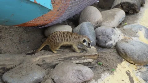 Meerkat looking on the ground Stock Footage 195579388