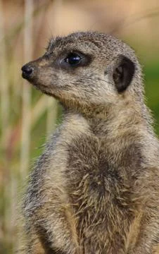 Meerkat looking left Stock Photos