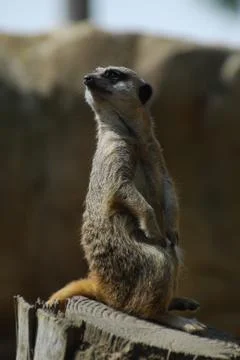 Meerkat Looking Stock Photos