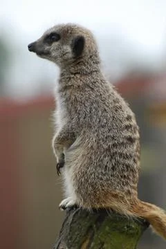 Meerkat Looking Stock Photos
