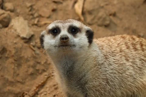 Meerkat looking Stockfoto's