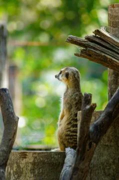 Meerkat,  looking at something on the timber Stock-Fotos