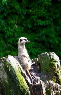 Meerkat looking on tree trunk Stock Photos