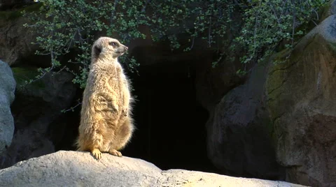 Meerkat lookout Stock-Footage 2998022