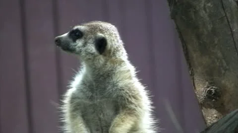 Meerkat on lookout Video stock 20484109