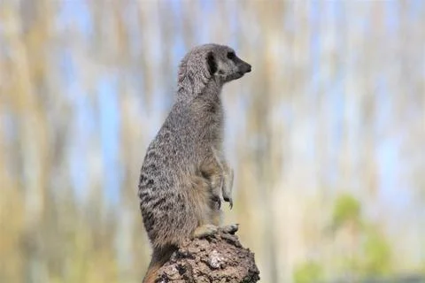 Meerkat on lookout Stock Photos