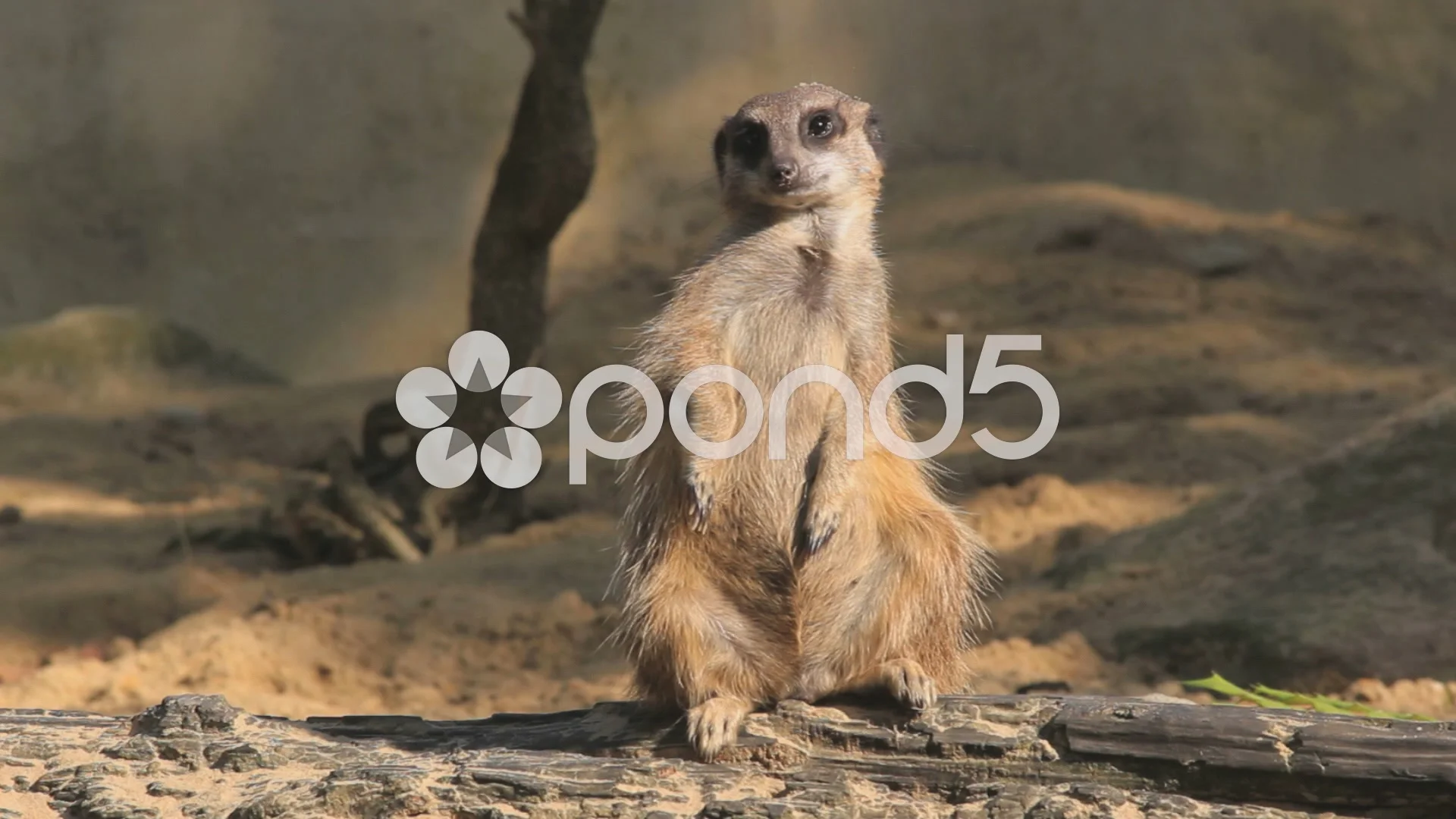 Close up meerkats standing and watching ... | Stock Video | Pond5