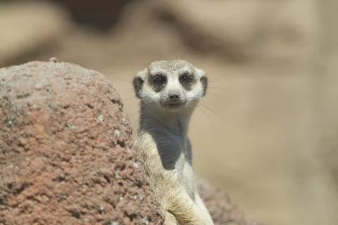 Meerkat looks at camera. Stock Photos