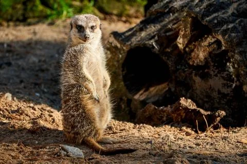 Meerkat Manor looking for something Stock Photos