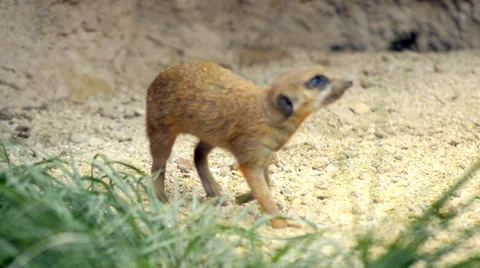 Meerkat or suricate Video stock 33466453