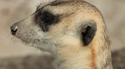 Meerkat or suricate Stock Footage 46085200