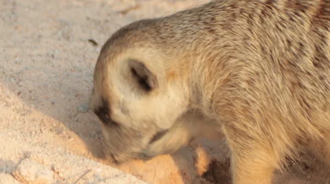 Meerkat or suricate Stock Footage 46086949