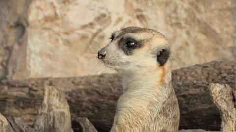 Meerkat or suricate Stock Footage 46090940
