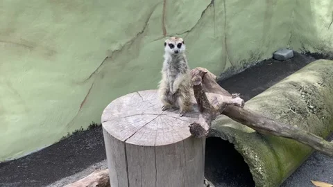 The meerkat or Suricate Video stock 293748899