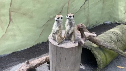 The meerkat or Suricate Stock Footage 293748904