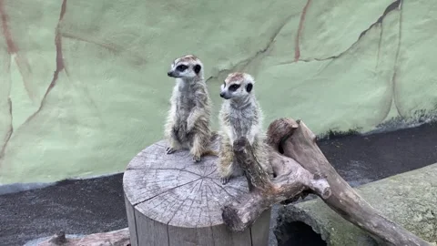 The meerkat or Suricate Stock Footage 293749259