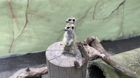 The meerkat or Suricate Stock Footage 293749292