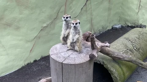 The meerkat or Suricate Stock Footage 293749318