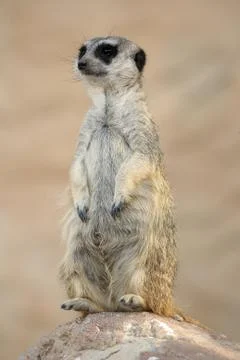 Meerkat or Suricate Stock Photos