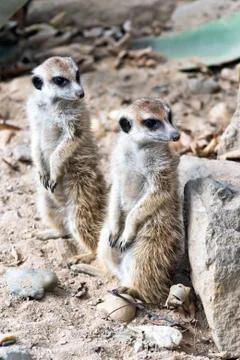 Meerkat or suricate Stock Photos